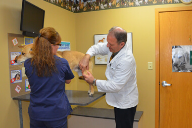 pet-acl-surgery